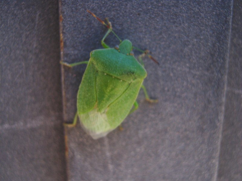 Pentatomidae: Nezara viridula della Sicilia